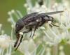 Stomorhina lunata